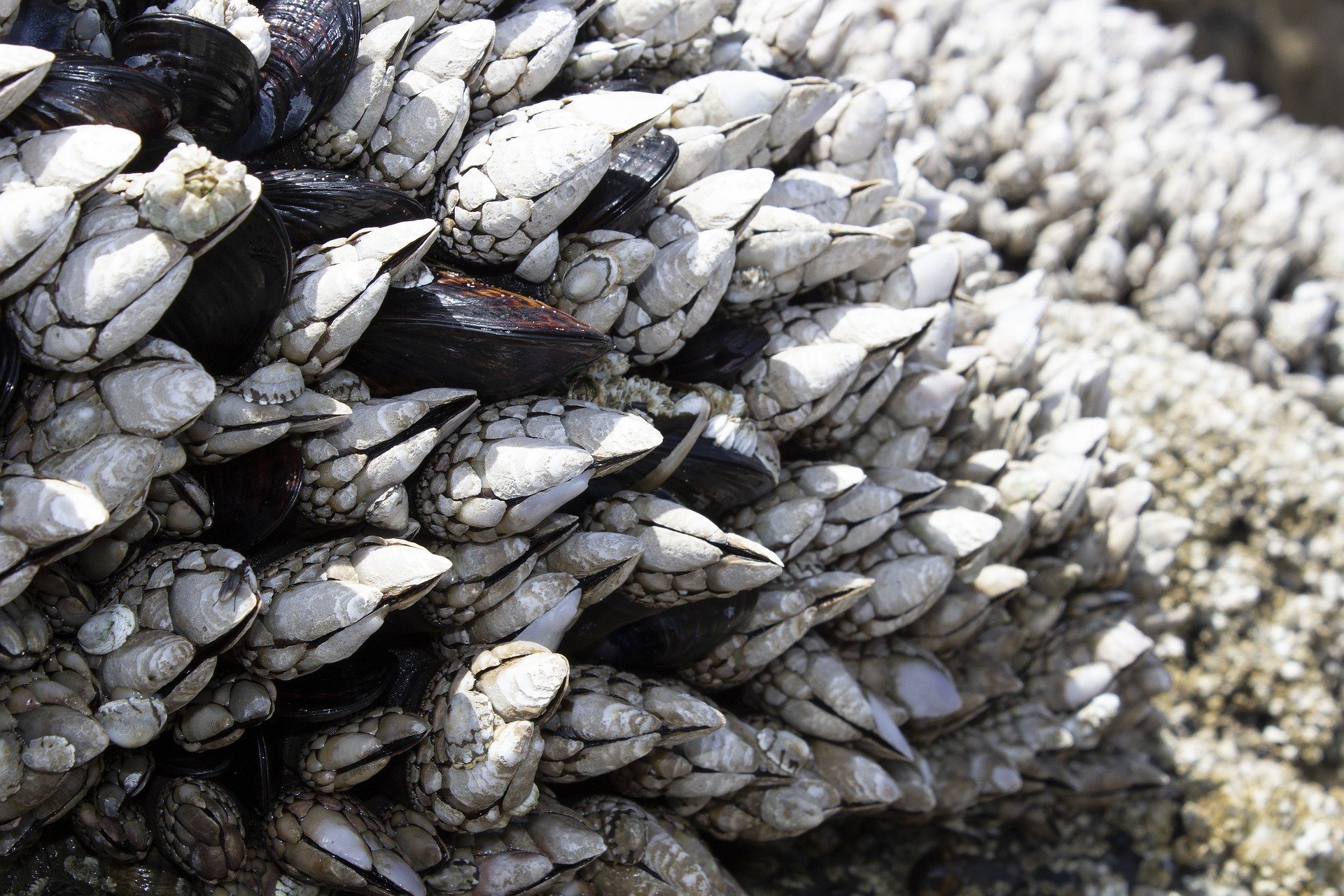 barnacles marine growth